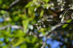 Dendrobium herbaceum